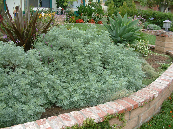 Powis castle wormwood plant Idea