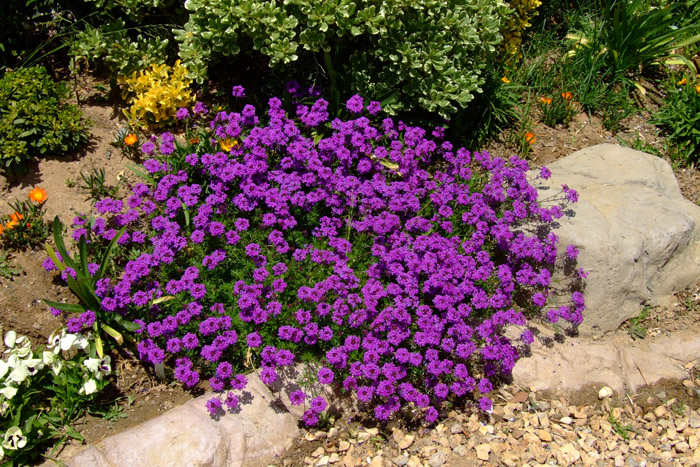 Verbena X hybrida 'Purple'